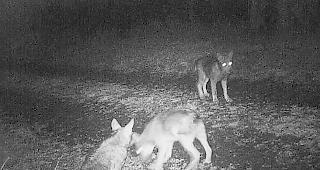 Sieben Rudel sind in der Schweiz derzeit best&auml;tigt. Vor einem Jahr waren es noch vier.