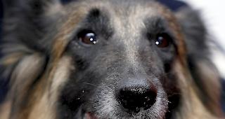 Zwei der drei verendeten Hunde waren belgische Sch&auml;ferhunde. (Symbolbild)