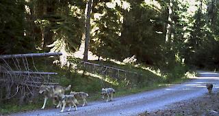 &Uuml;ber die geplanten Absch&uuml;sse von vier Jungw&ouml;lfen hatten die B&uuml;ndner Beh&ouml;rden die &Ouml;ffentlichkeit Ende letzter Woche orientiert. Geschossen werden sollen nun noch zwei weitere junge W&ouml;lfe bis Ende M&auml;rz n&auml;chsten Jahres. (Symbolbild)