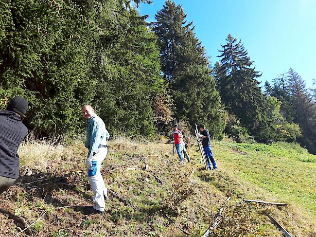 Verfallene und eingewachsene Weidezäune abbauen.