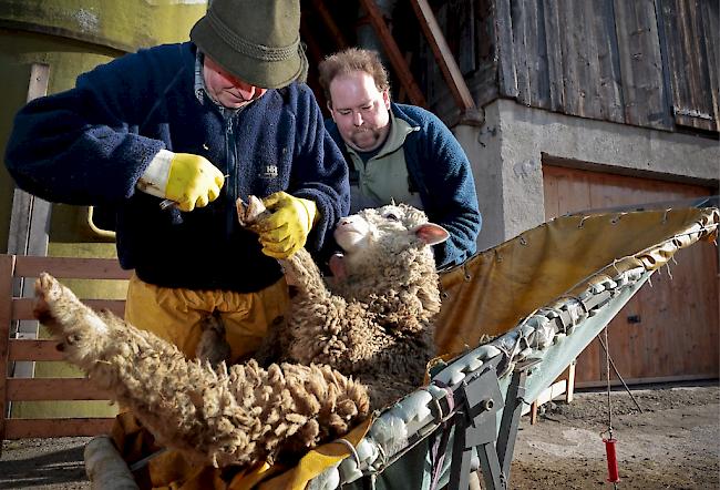 Bei der Moderhinke entzünden Bakterien die Klauen der Schafe, was zu starken Schmerzen und Eiterbildung führt. 