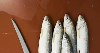 Bei den Felchen waren die F&auml;nge im Genfersee im vergangenen Jahr erneut sehr tief. 