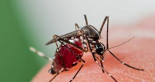 Wissenschaftler haben k&uuml;rzlich in der Stadt Monthey Tigerm&uuml;cken entdeckt. F&uuml;r die Bev&ouml;lkerung besteht laut Kanton keine Gefahr.