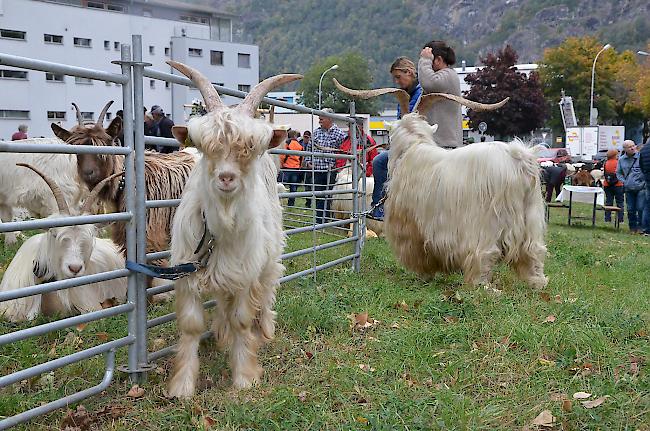 Impressionen von der Jubiläumsschau 50 Jahre Ziegenzuchtgenossenschaft Glis.