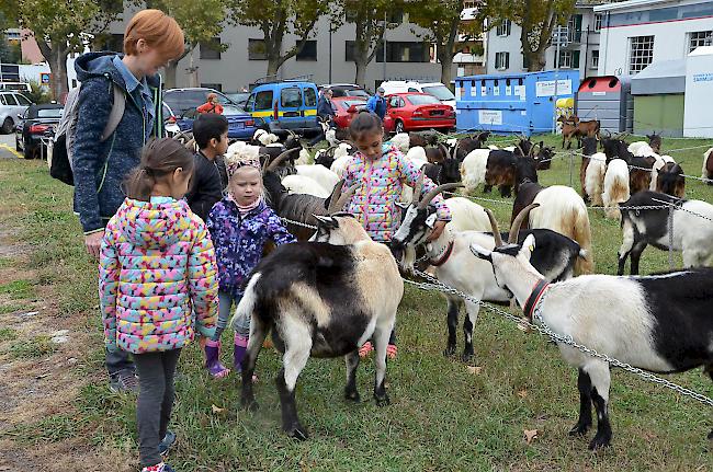 Impressionen von der Jubiläumsschau 50 Jahre Ziegenzuchtgenossenschaft Glis.