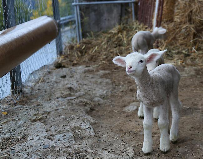 Neugierig. Obschon noch etwas unsicher auf den Beinen erkunden die Lämmchen bereits aufgeweckt ihre Umgebung.