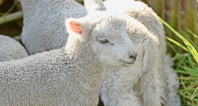 Mit der Ausrottung der «Moderhinke» soll das Tierwohl gestärkt werden.