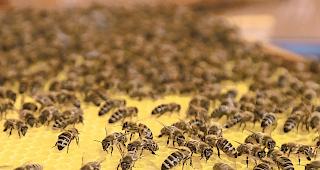 Gesunder Bestand. Die Oberwalliser Bienenv&ouml;lker erfreuen sich bester Gesundheit. Trotzdem m&uuml;ssen Imker im Winter mit einem Verlust von rund 20 Prozent ihres Bestandes rechnen.