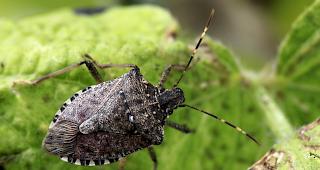Die Marmorierte Baumwanze kann nicht nur dem Obstbau, sondern auch anderen landwirtschaftlichen Kulturen gef&auml;hrlich werden. 