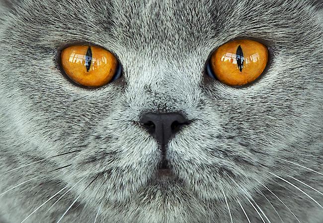 Der 42-Jährige muss zudem eine Geldstrafe von umgerechnet knapp 9000 Euro zahlen. Im Januar wurde bereits ein Taxifahrer wegen der Tötung der Katze zu zwei Jahren Gefängnis verurteilt. (Symbolbild)