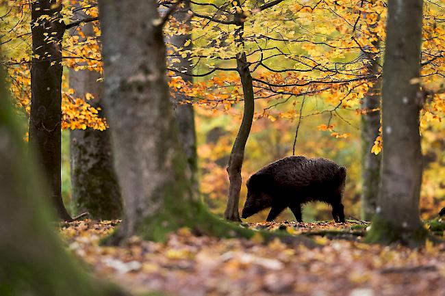 Vor dem Parlament wurde eine Küche aufgebaut, die den Demonstranten Polenta mit Wildschweinragout servierte.