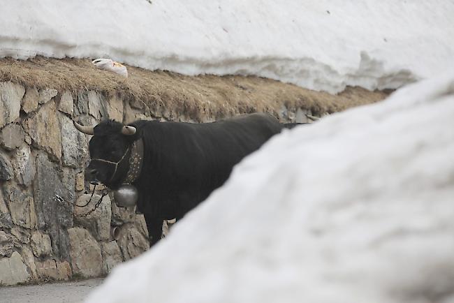 Überfordert. Um Eringerkühe ihren Bedürfnissen entsprechend zu halten, ist viel Zeit nötig. Zeit, welche die Verurteilte nicht aufzubringen vermochte, sodass die Tiere im Winter trotz klaren Vorschriften nur selten an die frische Luft kamen. 