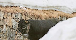 &Uuml;berfordert. Um Eringerk&uuml;he richtig zu halten, ist viel Zeit n&ouml;tig. Zeit, welche die Verurteilte nicht aufbrachte, sodass  deren Tiere im Winter trotz klarer Vorschriften nur selten an die frische Luft kamen.Symbolbild keystone