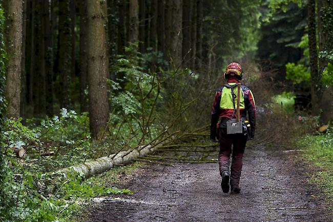 Der Forstarbeiter wurde von einem umstürzenden Baum getroffen und dabei schwer verletzt. 