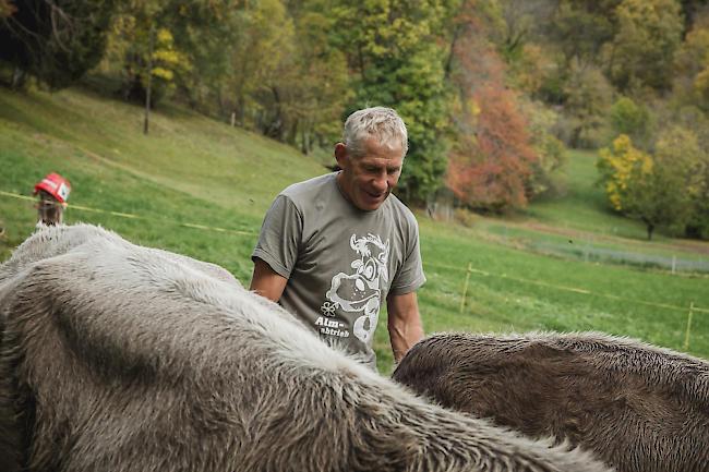 Durch die getöteten Tiere erlitt deren Besitzer Andreas Schwery einen finanziellen Verlust von rund 20 000 Franken. Der Bauer vermutete einen Wolf hinter der tödlichen Attacke. 