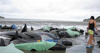 An der K&uuml;ste Neuseelands stranden immer wieder Grindwale.