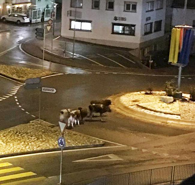 In der Nacht von Sonntag auf Montag waren fünf Rinder in Susten auf der Kantonsstrasse unterwegs. Durch die Vierbeiner auf der Fahrbahn ist es zu keinen Vorfällen gekommen. 
