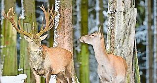 Verschnaufpause. Wegen des vielen Schnees ist der Jagdbetrieb aus jagdethischen Aspekten &shy;derzeit unterbrochen. 