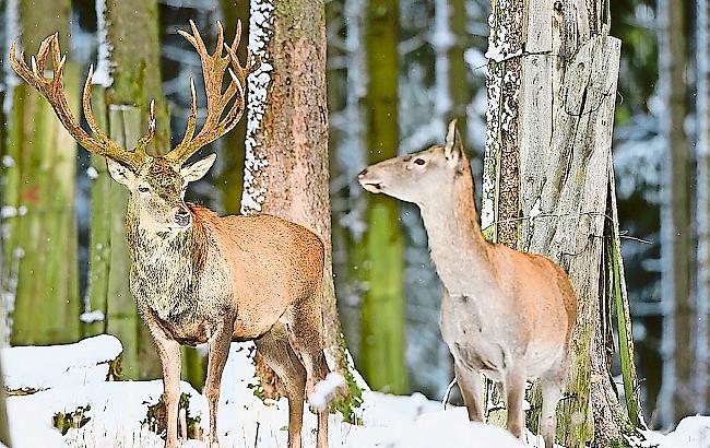 Verschnaufpause. Wegen des vielen Schnees ist der Jagdbetrieb aus jagdethischen Aspekten ­derzeit unterbrochen. 