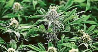 Sechs Kilo. Das Gras war f&uuml;r den Eigenkonsum gedacht.Symbolbild Keystone