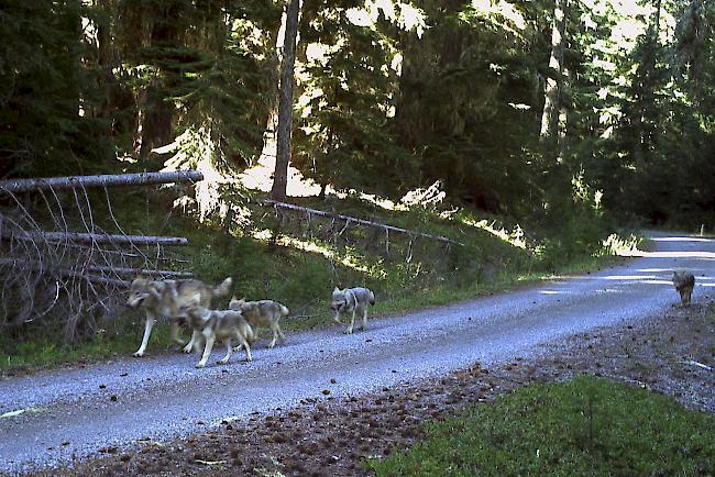 Die Zahl der Wölfe ist in Graubünden um zwei reduziert worden. (Symbolbild)