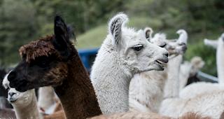 W&auml;hrend der Niederjagd hat ein J&auml;ger im Unterwallis aus Versehen ein Lama geschossen. 