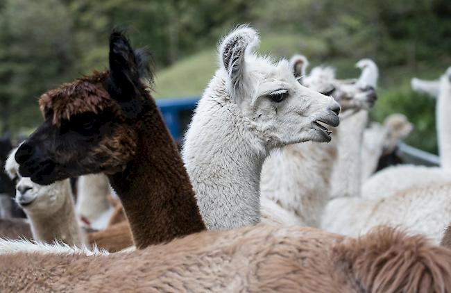 Während der Niederjagd hat ein Jäger im Unterwallis aus Versehen ein Lama geschossen. 