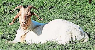 Angegriffen. Auf einer Weide bei St. German wurden zwei Burenziegen gerissen.Symbolbild uschi dreiucker/pixelio.de