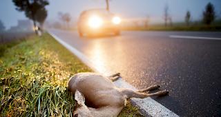 Immer wieder kommt es im Wallis zu Wildunf&auml;llen. (Symbolbild)