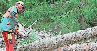 In T&auml;sch werden B&auml;ume nicht nur vom ordentlichen Forstbetrieb gef&auml;llt.