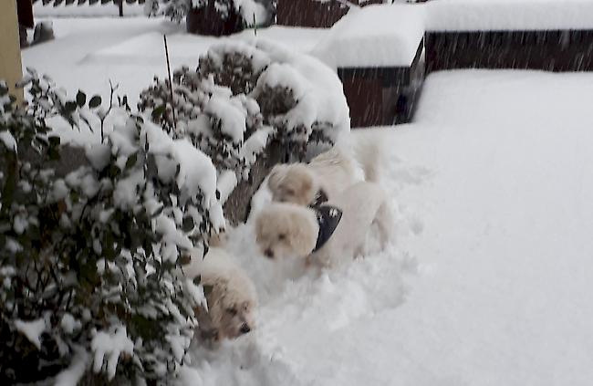 «Drei Spuren im Schnee...» von Candy, Benny und Mowgli