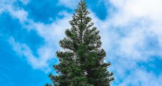 Mieten statt wegschmeissen -  eine B&uuml;ndner Firma liefert Weihnachtsb&auml;ume ins Oberwallis.