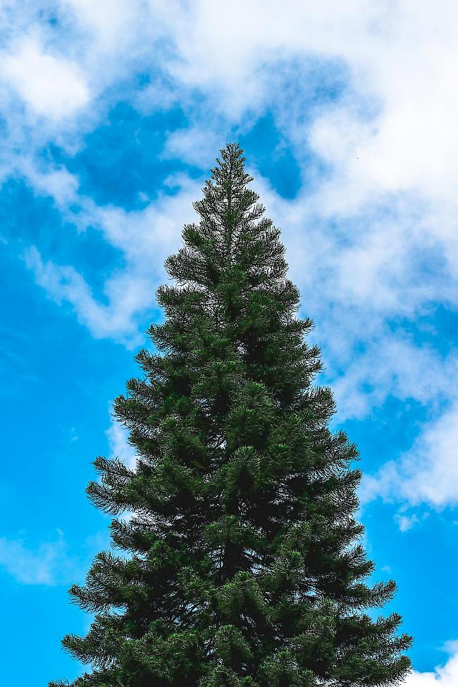 Mieten statt wegschmeissen -  eine Bündner Firma liefert Weihnachtsbäume ins Oberwallis.