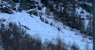 Das Foto zeigt einen Wolf am Bahngeleise in T&auml;sch.