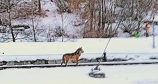 Wolf. Das Foto zeigt einen Wolf am Bahngeleise in T&auml;sch.Foto zvg