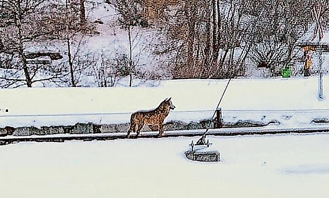 Wolf. Das Foto zeigt einen Wolf am Bahngeleise in Täsch.