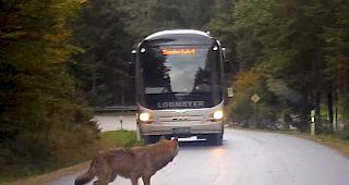 Im Kanton Graub&uuml;nden sterben Jahr f&uuml;r Jahr mehrere hundert Wildtiere bei Unf&auml;llen. (Symbolbild)