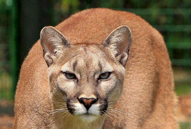 Pumas haben in Arizona eine menschliche Leiche gefressen.