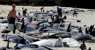 In Neuseeland passiert es immer wieder, dass Wale stranden. (Archivbild)