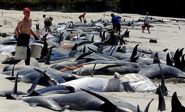 In Neuseeland passiert es immer wieder, dass Wale stranden. (Archivbild)