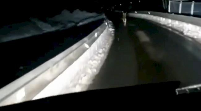 Vor wenigen Tagen ist im Netz ein Video aufgetaucht, das einen Wolf auf der Strasse zwischen Täsch und Zermatt festhält.
