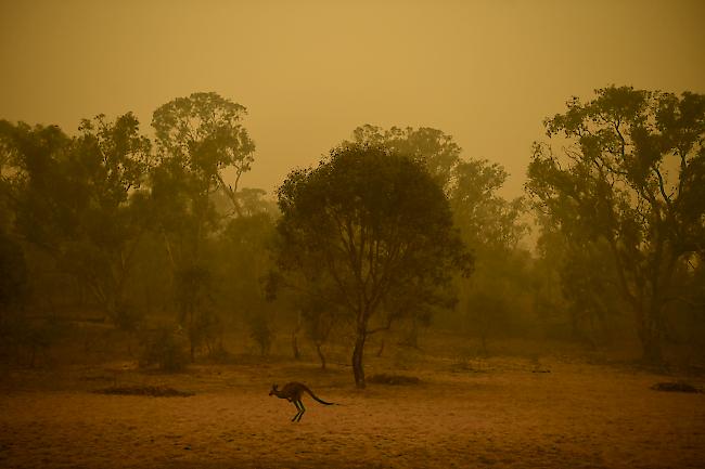 Seit Beginn der grossen Buschfeuer im Oktober verbrannten in ganz Australien mehr als zehn Millionen Hektaren Land.