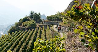 Die Walliser Winzer haben 2019 weniger Wein produziert als im Vorjahr. Der Erntebericht des Amts f&uuml;r Weinbau zeigt einen R&uuml;ckgang von 12,7 Prozent im Vergleich zu 2018.