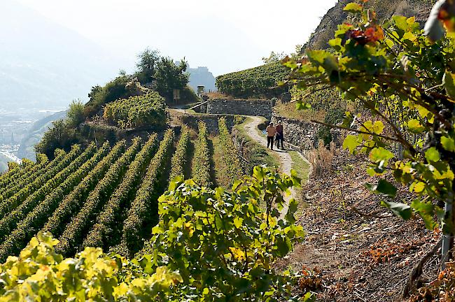 Die Walliser Winzer haben 2019 weniger Wein produziert als im Vorjahr. Der Erntebericht des Amts für Weinbau zeigt einen Rückgang von 12,7 Prozent im Vergleich zu 2018.