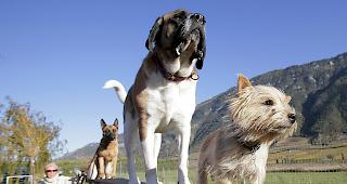 Seit dem 1. Januar ist im Wallis wieder die Ausbildungspflicht f&uuml;r neue Hundehalter in Kraft.