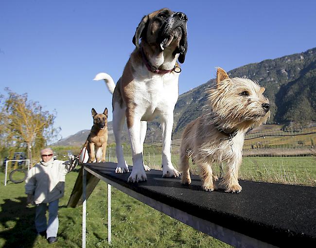 Seit dem 1. Januar ist im Wallis wieder die Ausbildungspflicht für neue Hundehalter in Kraft.