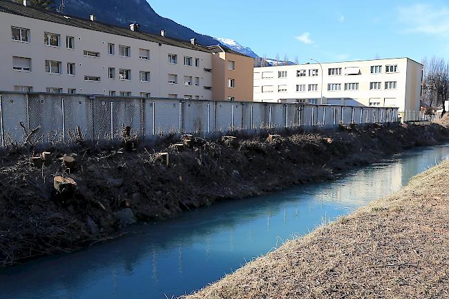 Die Bäume entlang des Grossgrundkanals im Visper Kleegärtenquartier sind gestutzt.