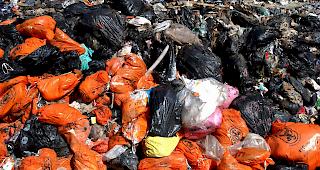 Neben potentiell giftigen Abf&auml;llen seien auch zwei Hunde, mehrere Pferde und 17 Schweine auf der illegalen Abfalldeponie ausgesetzt worden. (Symbolbild)