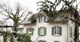 Sturmtief "Sabine" zieht durch die Schweiz: umgest&uuml;rzte B&auml;ume in Montmollin/NE.