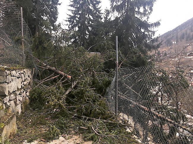 Hauptsächlich betroffen waren die Zäune des weitläufigen Steinbock-Geheges.